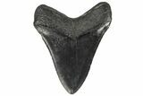 4.56" Fossil Megalodon Tooth - South Carolina - #131886-2